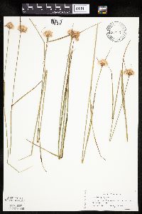 Eriophorum virginicum image