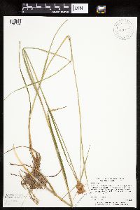 Eriophorum virginicum image