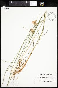 Eriophorum virginicum image