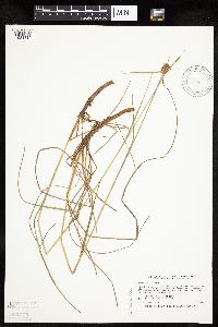 Eriophorum virginicum image