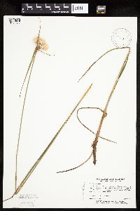 Eriophorum virginicum image