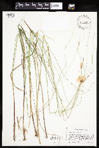 Eriophorum virginicum image