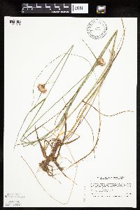 Eriophorum virginicum image