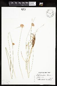 Eriophorum virginicum image