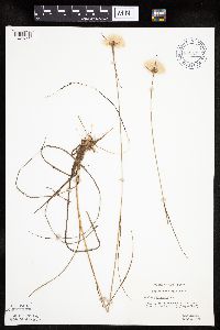 Eriophorum virginicum image