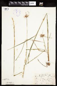 Eriophorum virginicum image