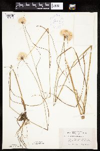 Eriophorum virginicum image