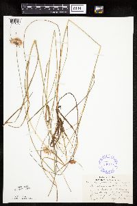 Eriophorum virginicum image