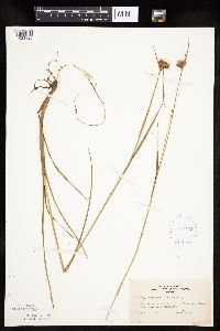 Eriophorum virginicum image