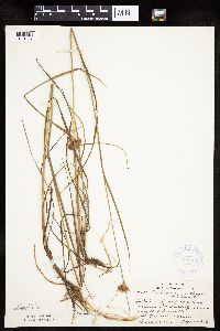 Eriophorum virginicum image