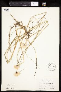 Eriophorum virginicum image