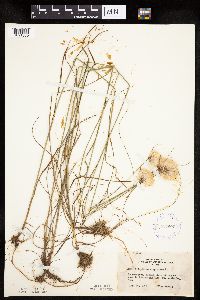 Eriophorum virginicum image