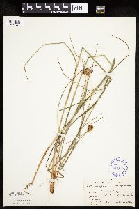 Eriophorum virginicum image