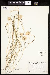 Eriophorum virginicum image