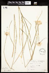 Eriophorum virginicum image