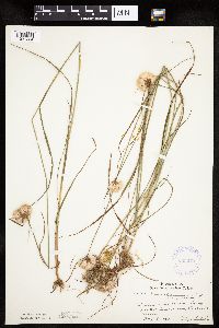 Eriophorum virginicum image