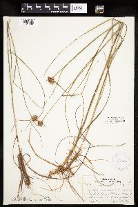 Eriophorum virginicum image