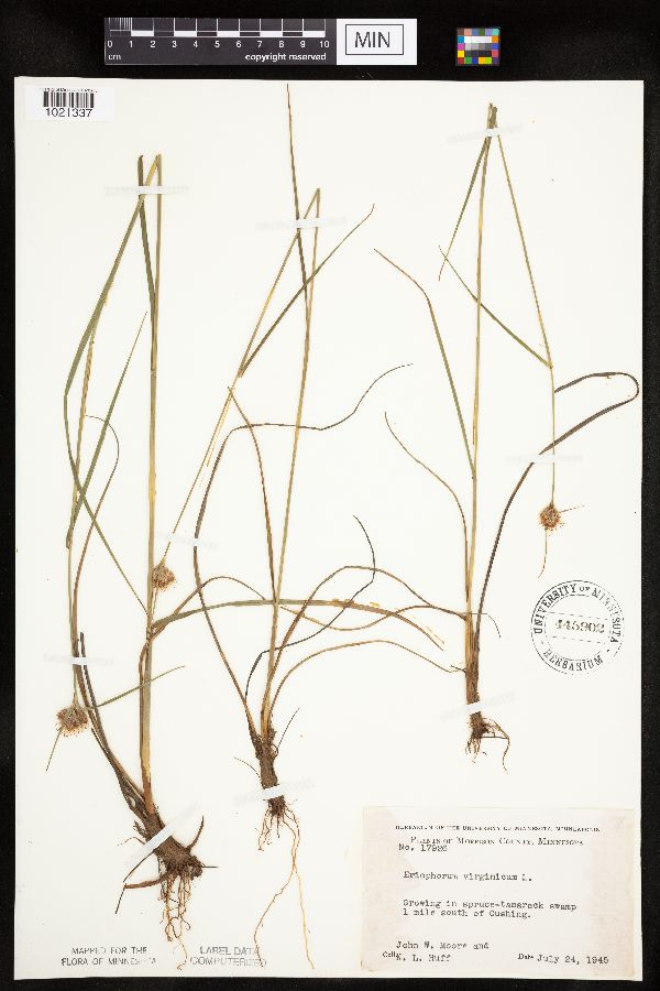 Eriophorum virginicum image