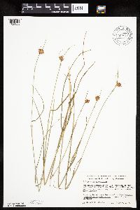 Eriophorum virginicum image