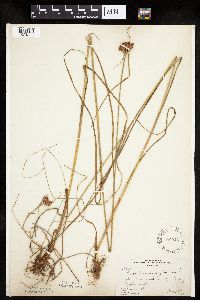 Eriophorum virginicum image