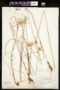 Eriophorum virginicum image