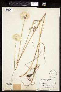 Eriophorum virginicum image