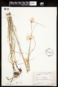 Eriophorum virginicum image
