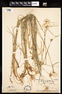 Eriophorum virginicum image