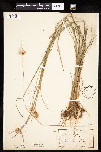 Eriophorum virginicum image