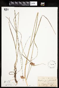 Eriophorum virginicum image