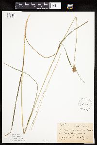 Eriophorum virginicum image