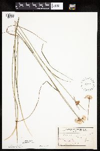 Eriophorum virginicum image