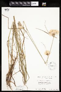 Eriophorum virginicum image