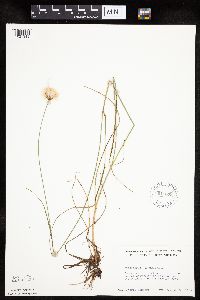 Eriophorum virginicum image