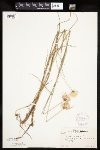 Eriophorum virginicum image