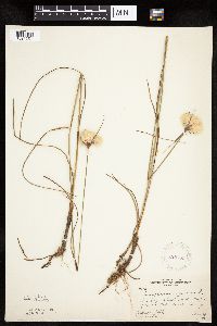 Eriophorum virginicum image