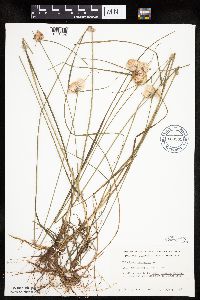 Eriophorum virginicum image