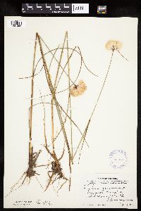 Eriophorum virginicum image