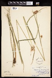Eriophorum virginicum image