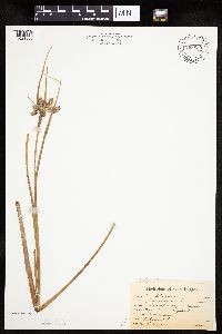 Eriophorum virginicum image