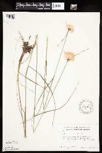 Eriophorum virginicum image
