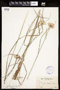 Eriophorum virginicum image