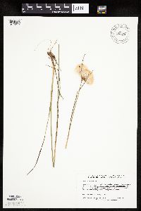 Eriophorum virginicum image
