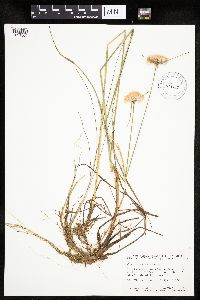 Eriophorum virginicum image