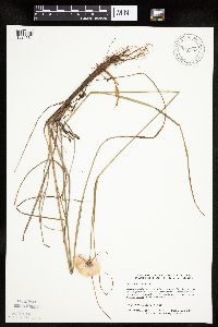 Eriophorum virginicum image