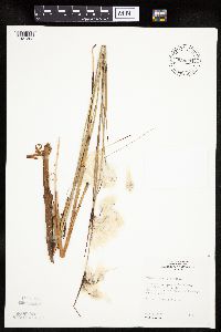 Eriophorum virginicum image
