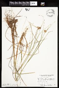 Eriophorum virginicum image