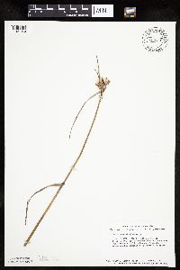 Eriophorum virginicum image