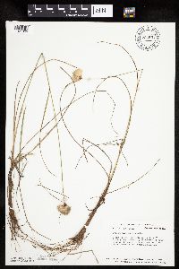 Eriophorum virginicum image