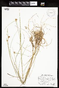 Eriophorum virginicum image
